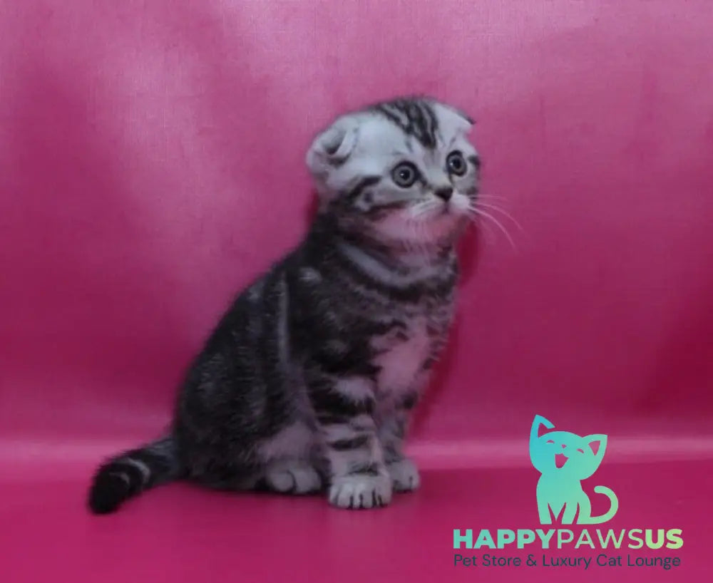 Phillip Scottish Fold male black silver tabby live animals