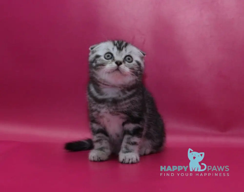Phillip Scottish Fold male black silver tabby live animals