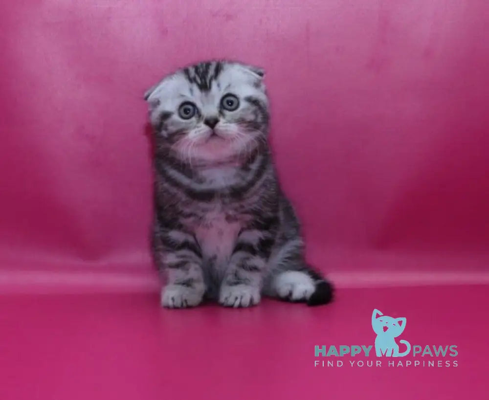Phillip Scottish Fold male black silver tabby live animals