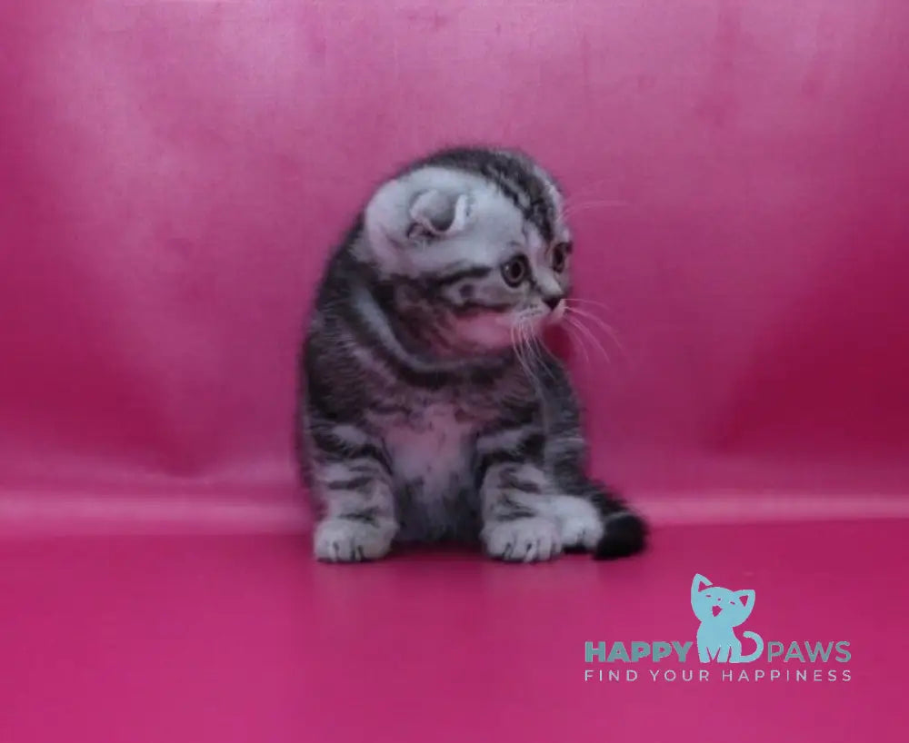 Phillip Scottish Fold male black silver tabby live animals