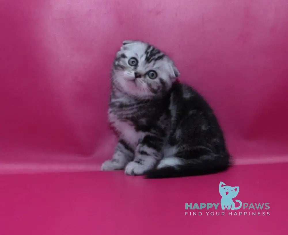 Phillip Scottish Fold male black silver tabby live animals