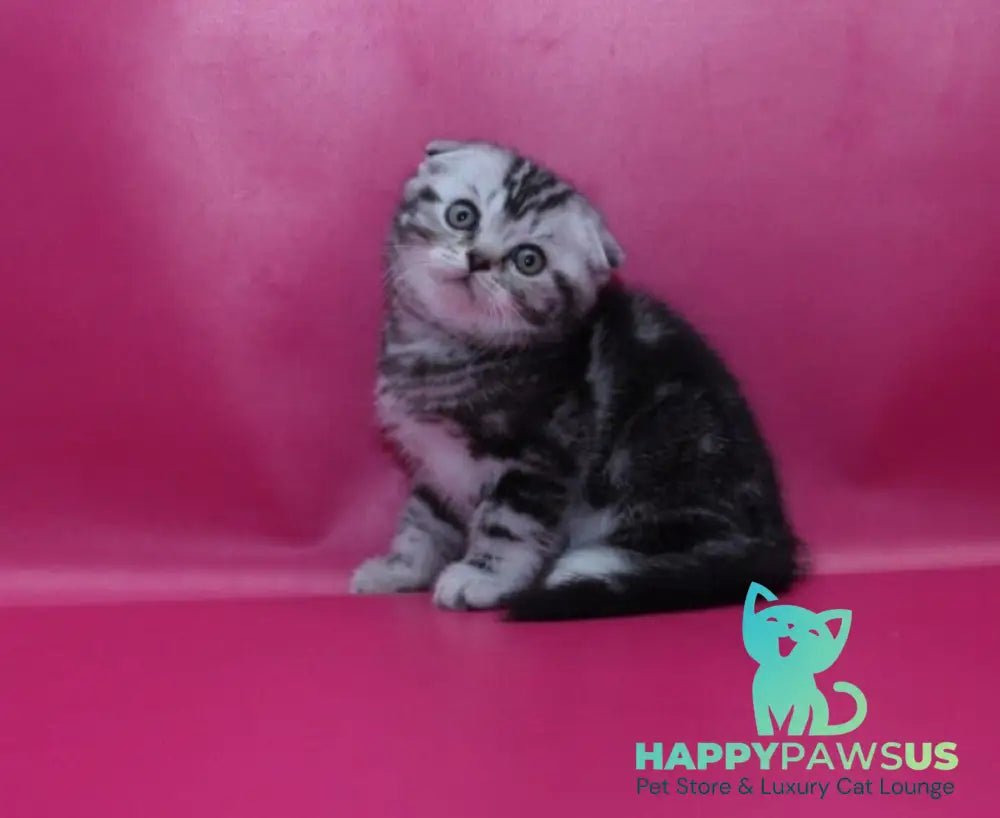Phillip Scottish Fold male black silver tabby live animals