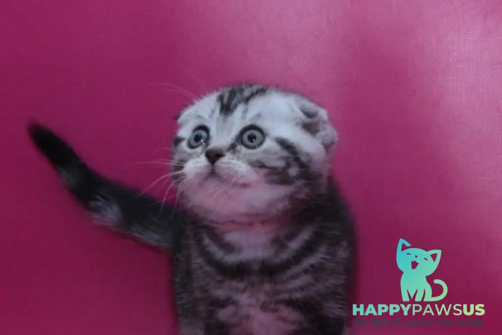 Phillip Scottish Fold male black silver tabby live animals