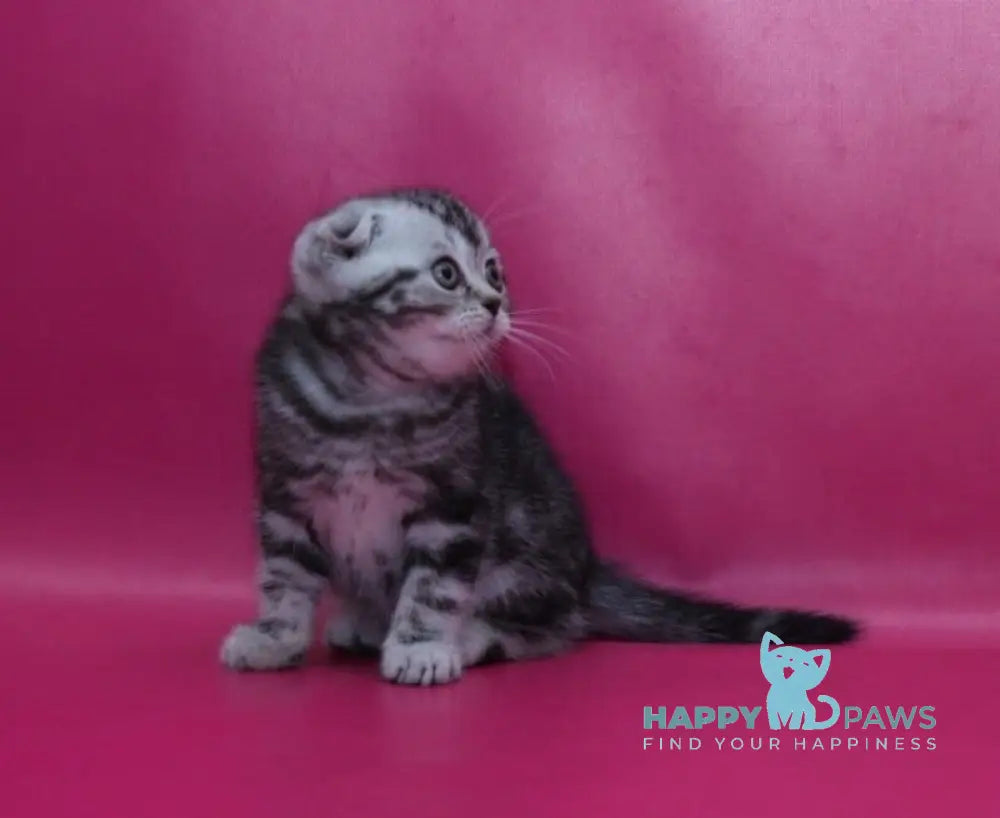 Phillip Scottish Fold male black silver tabby live animals