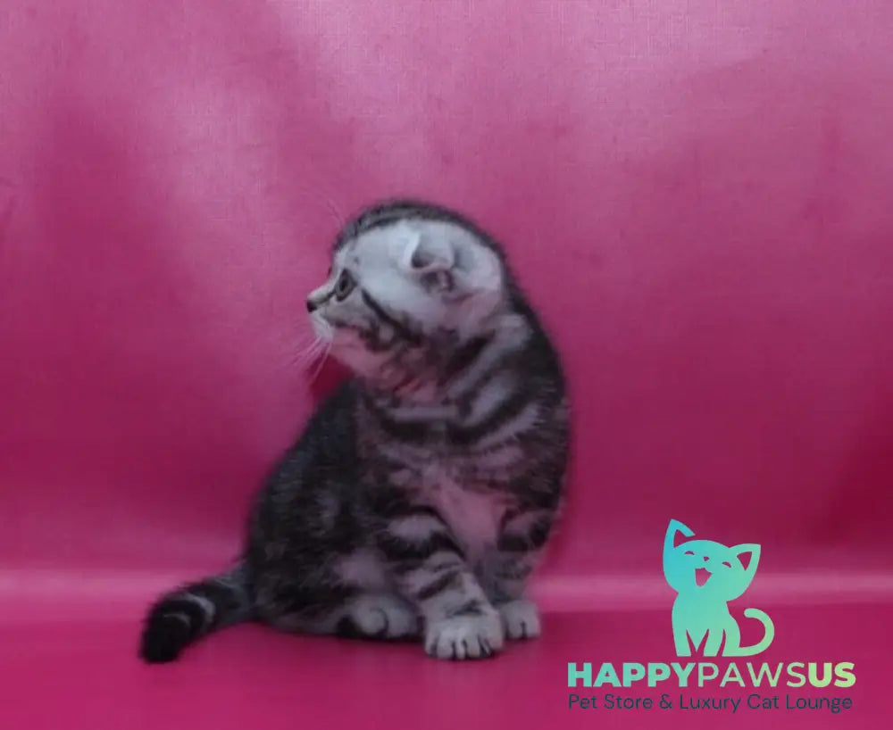 Phillip Scottish Fold male black silver tabby live animals