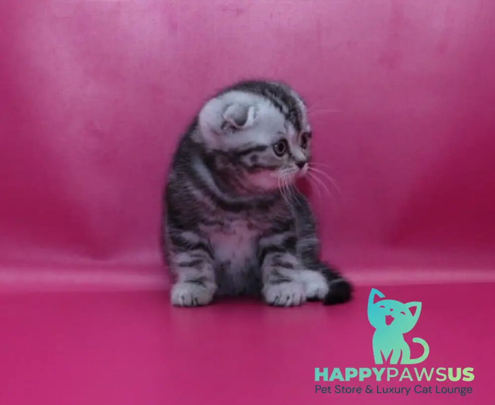 Phillip Scottish Fold male black silver tabby live animals