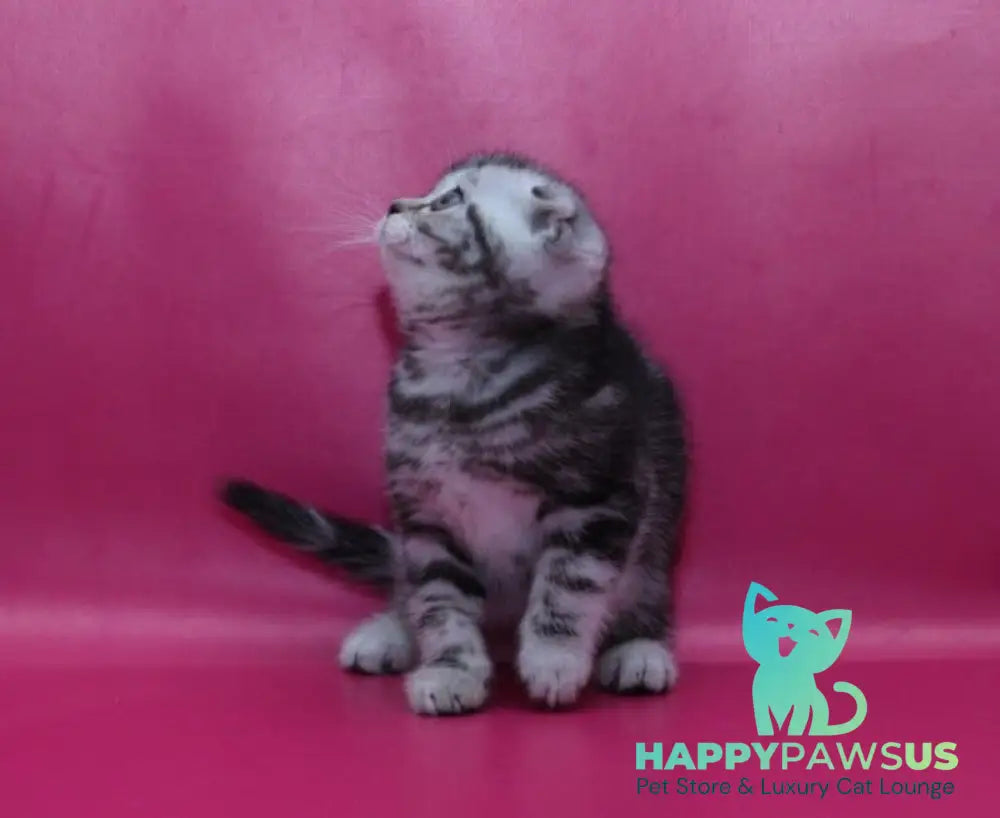 Phillip Scottish Fold male black silver tabby live animals