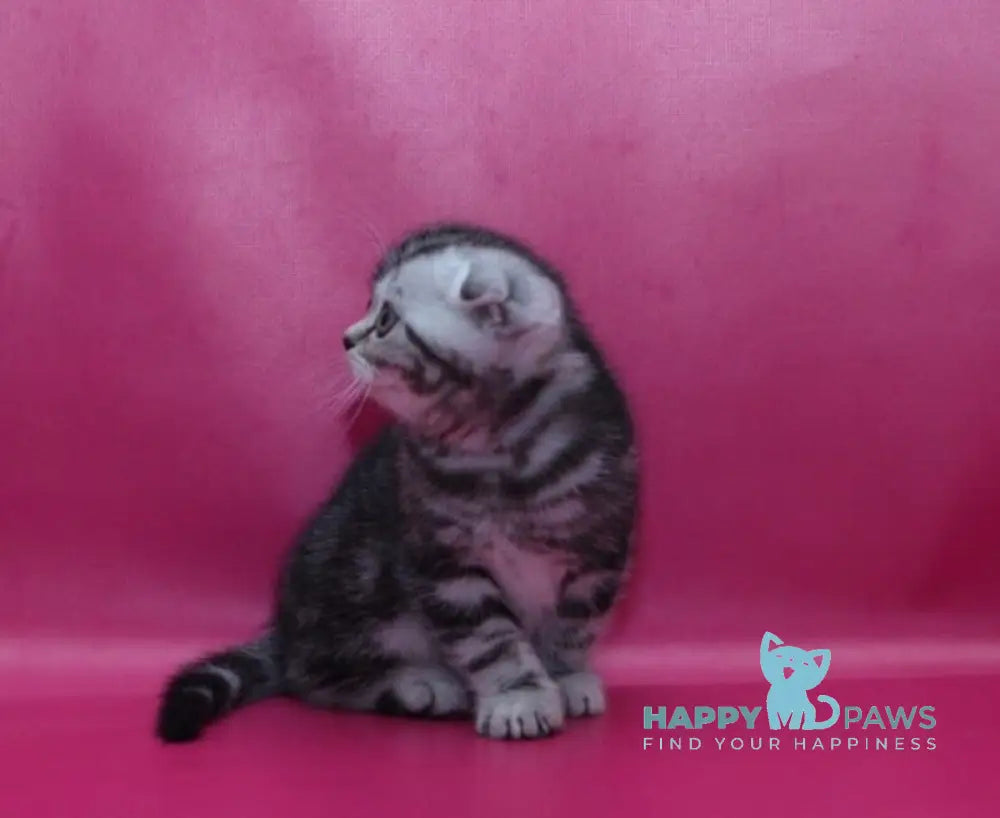 Phillip Scottish Fold male black silver tabby live animals