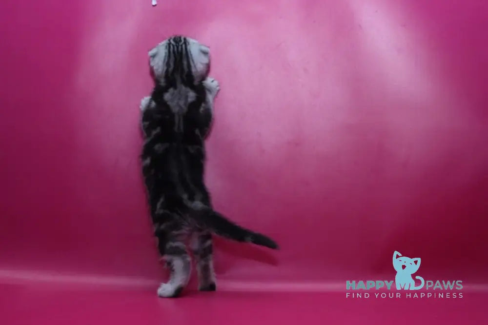 Phillip Scottish Fold male black silver tabby live animals