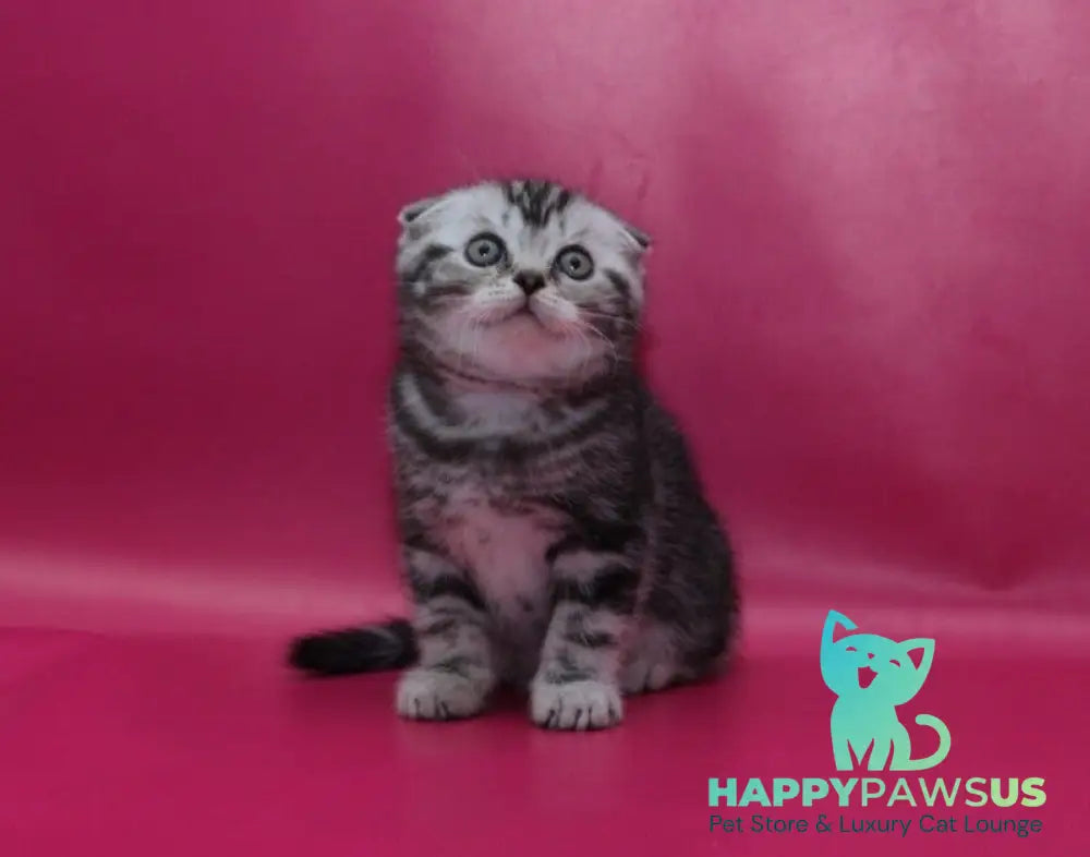 Phillip Scottish Fold male black silver tabby live animals