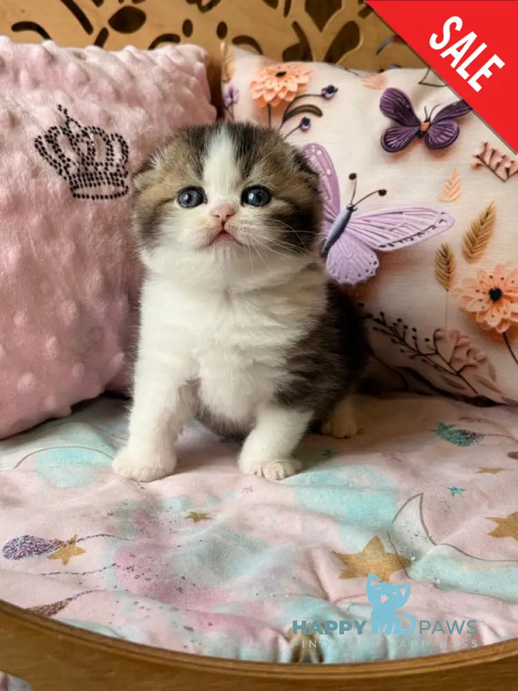 Phillip Scottish Fold male black ticked tabby bicolour - live animals