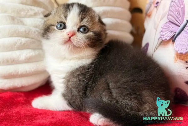 Phillip Scottish Fold male black ticked tabby bicolour - live animals