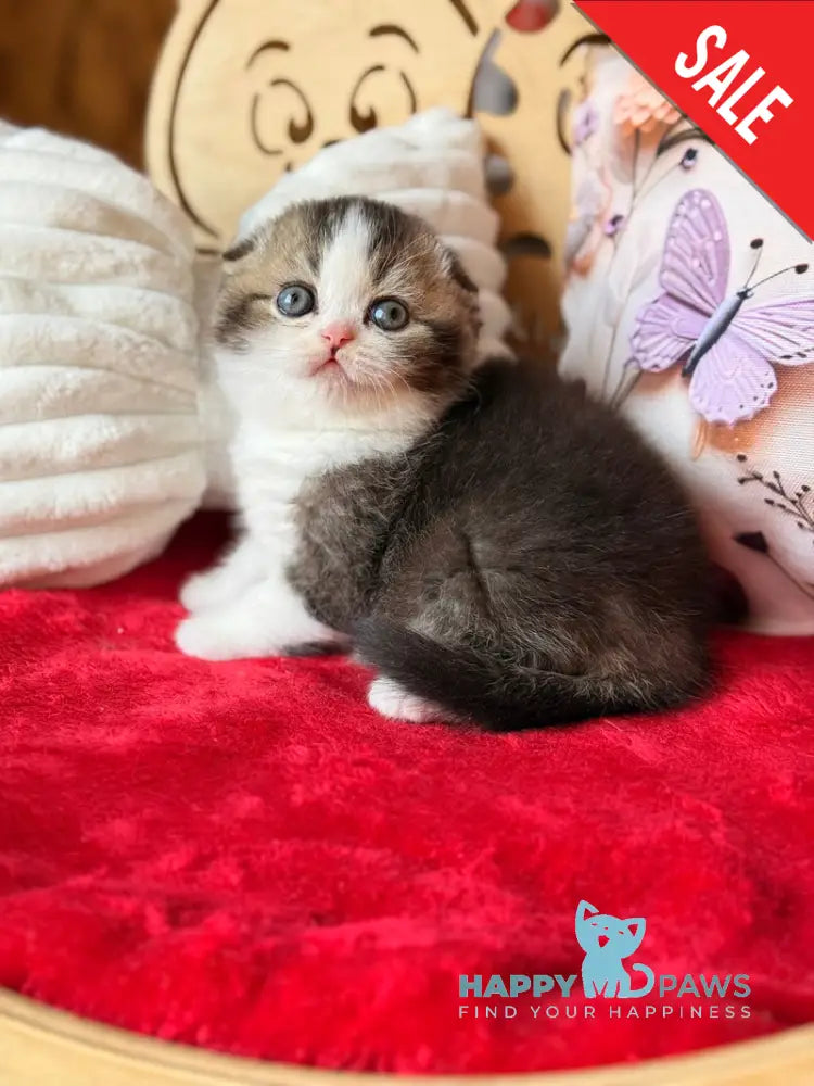 Phillip Scottish Fold male black ticked tabby bicolour - live animals
