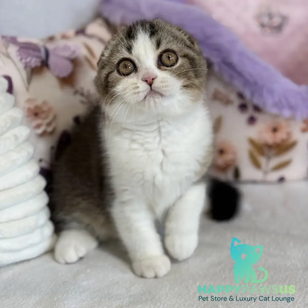 Phillip Scottish Fold male black ticked tabby bicolour - live animals