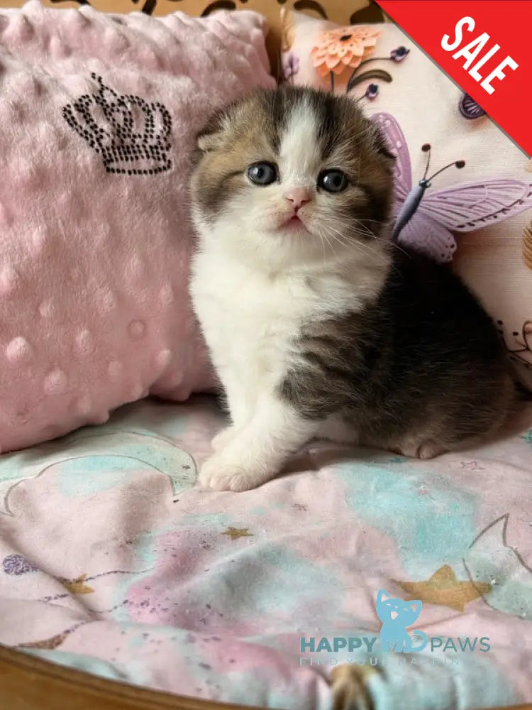 Phillip Scottish Fold male black ticked tabby bicolour - live animals