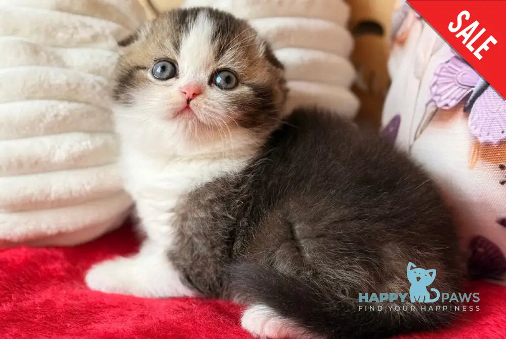 Phillip Scottish Fold male black ticked tabby bicolour - live animals