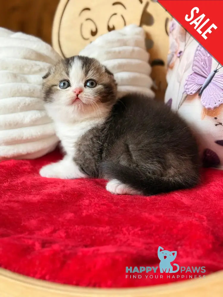 Phillip Scottish Fold male black ticked tabby bicolour - live animals