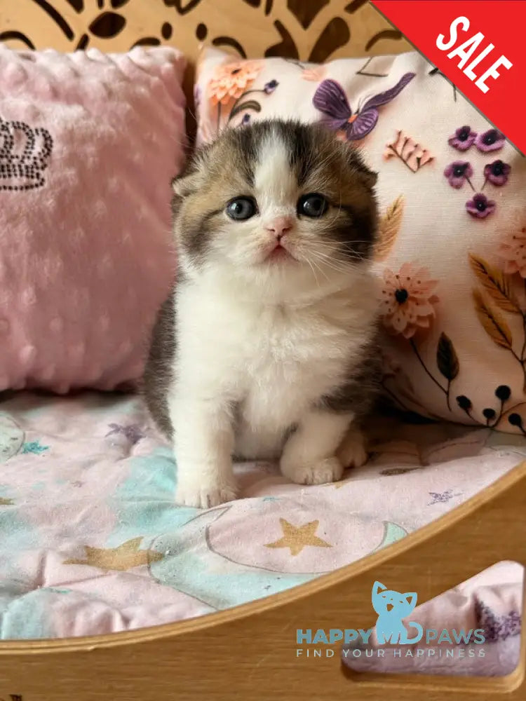 Phillip Scottish Fold male black ticked tabby bicolour - live animals