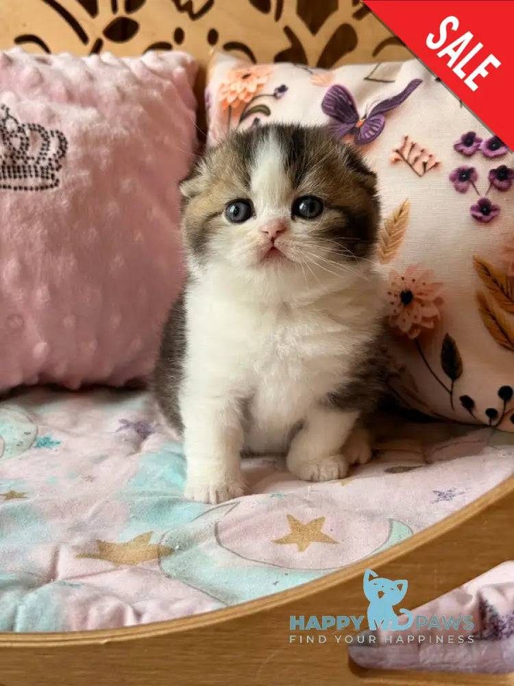 Phillip Scottish Fold male black ticked tabby bicolour - live animals
