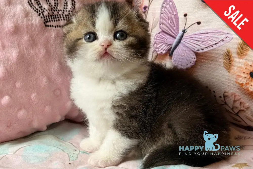 Phillip Scottish Fold male black ticked tabby bicolour - live animals