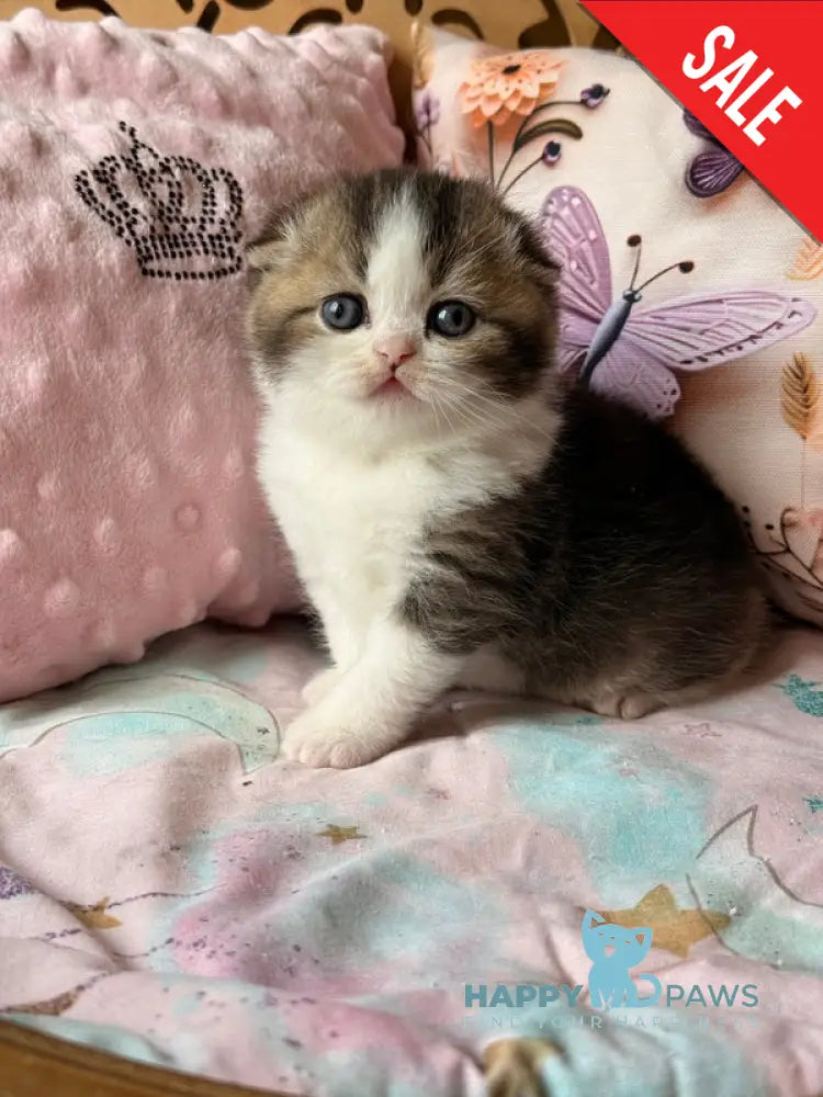 Phillip Scottish Fold male black ticked tabby bicolour - live animals