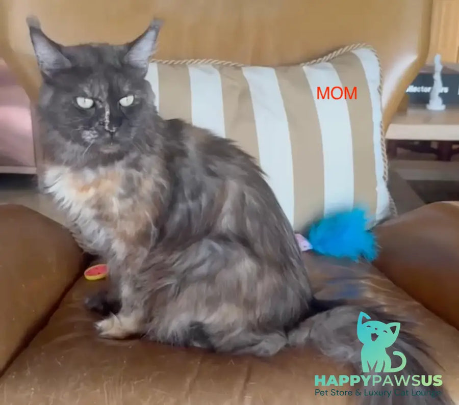 Phoebe Maine Coon female black silver tabby - live animals
