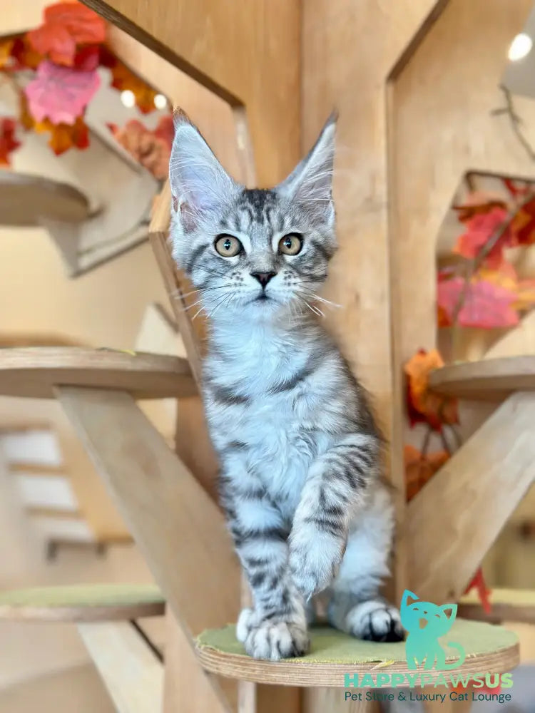 Phoebe Maine Coon female black silver tabby - live animals