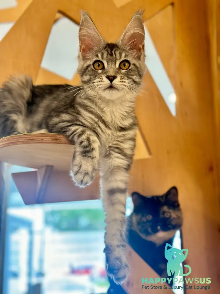 Phoebe Maine Coon female black silver tabby - live animals