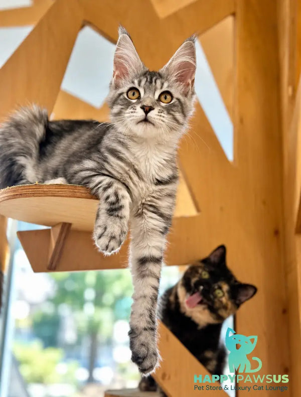 Phoebe Maine Coon female black silver tabby - live animals