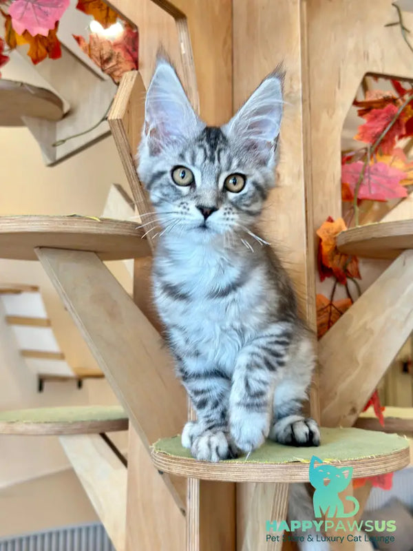 Phoebe Maine Coon female black silver tabby - live animals