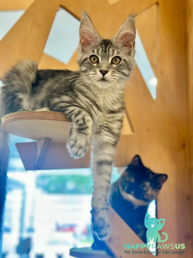 Phoebe Maine Coon female black silver tabby - live animals