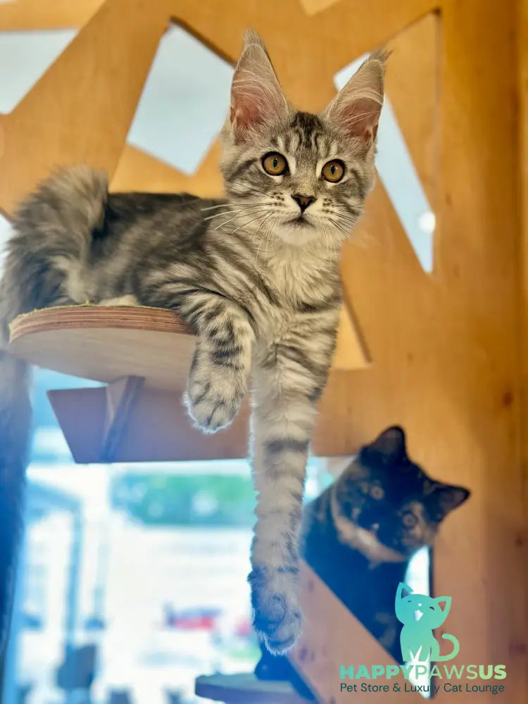 Phoebe Maine Coon female black silver tabby - live animals