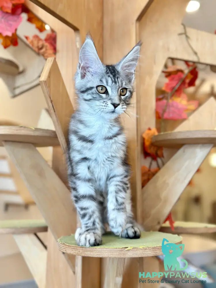 Phoebe Maine Coon female black silver tabby - live animals
