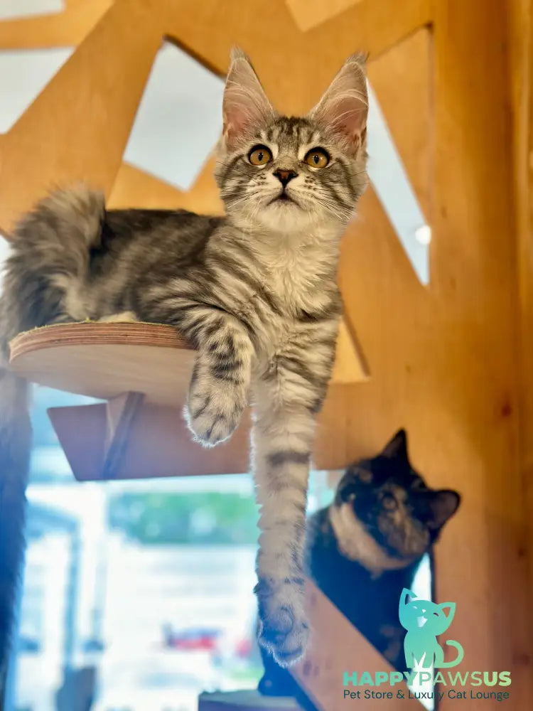 Phoebe Maine Coon female black silver tabby - live animals