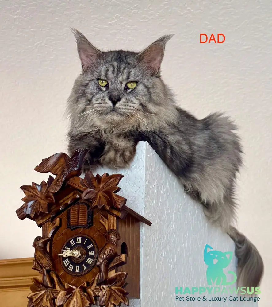Phoebe Maine Coon female black silver tabby - live animals