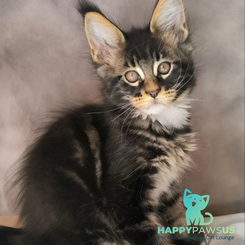 Phoenix Maine Coon male black bicolour tabby - live animals