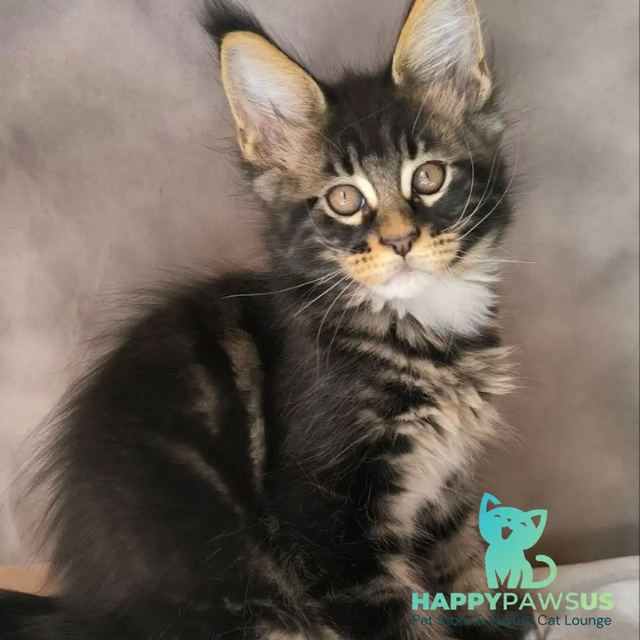 Phoenix Maine Coon male black bicolour tabby - live animals