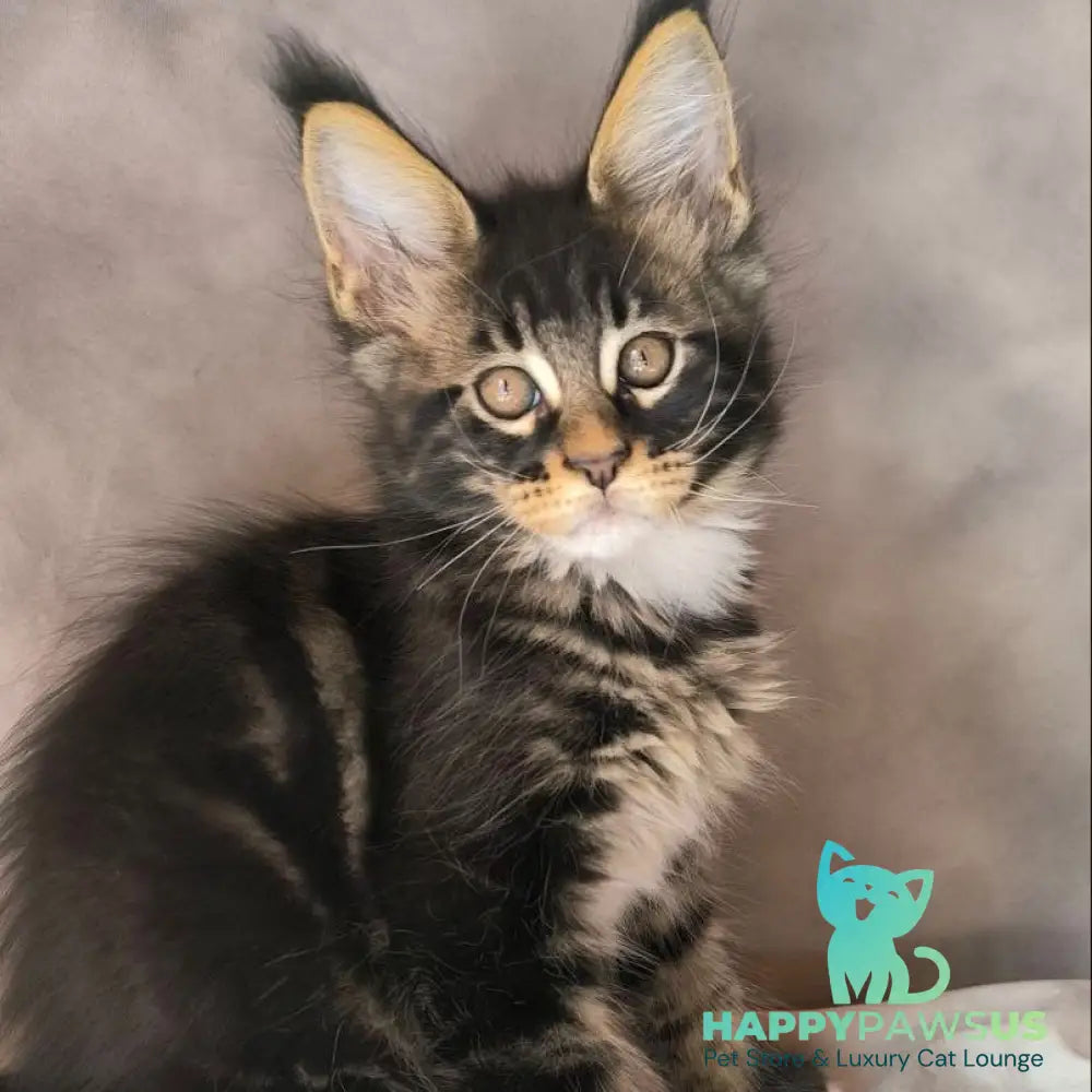 Phoenix Maine Coon male black bicolour tabby - live animals