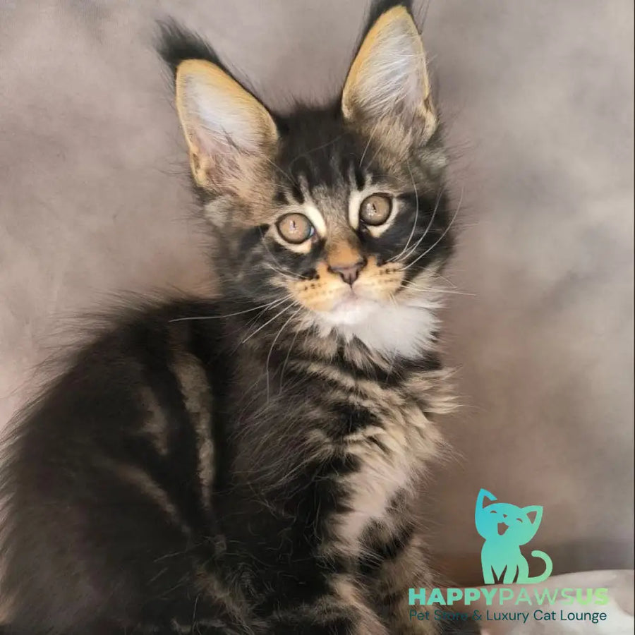 Phoenix Maine Coon male black bicolour tabby - live animals