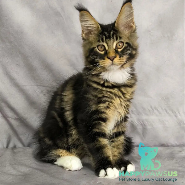 Phoenix Maine Coon male black bicolour tabby - live animals