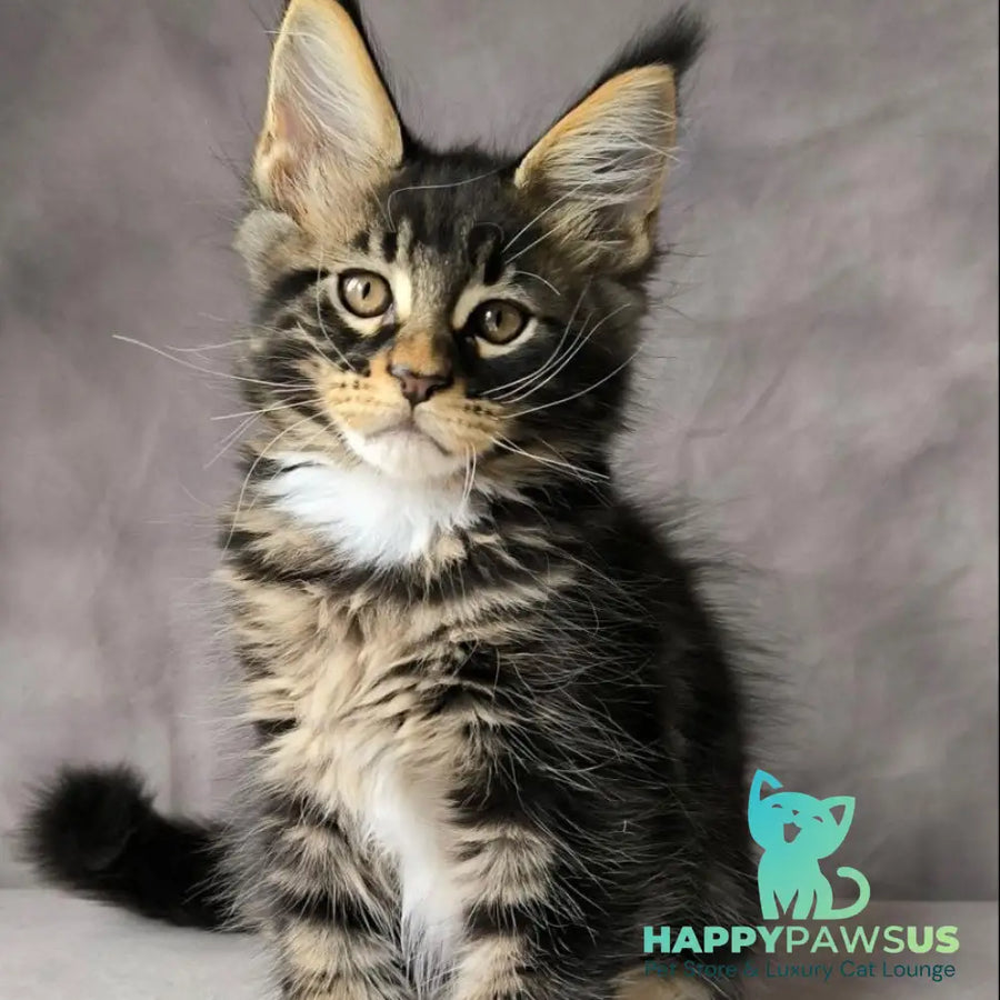 Phoenix Maine Coon male black bicolour tabby - live animals