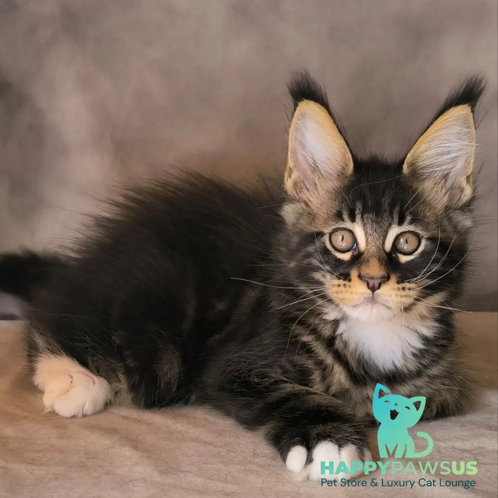 Phoenix Maine Coon male black bicolour tabby - live animals