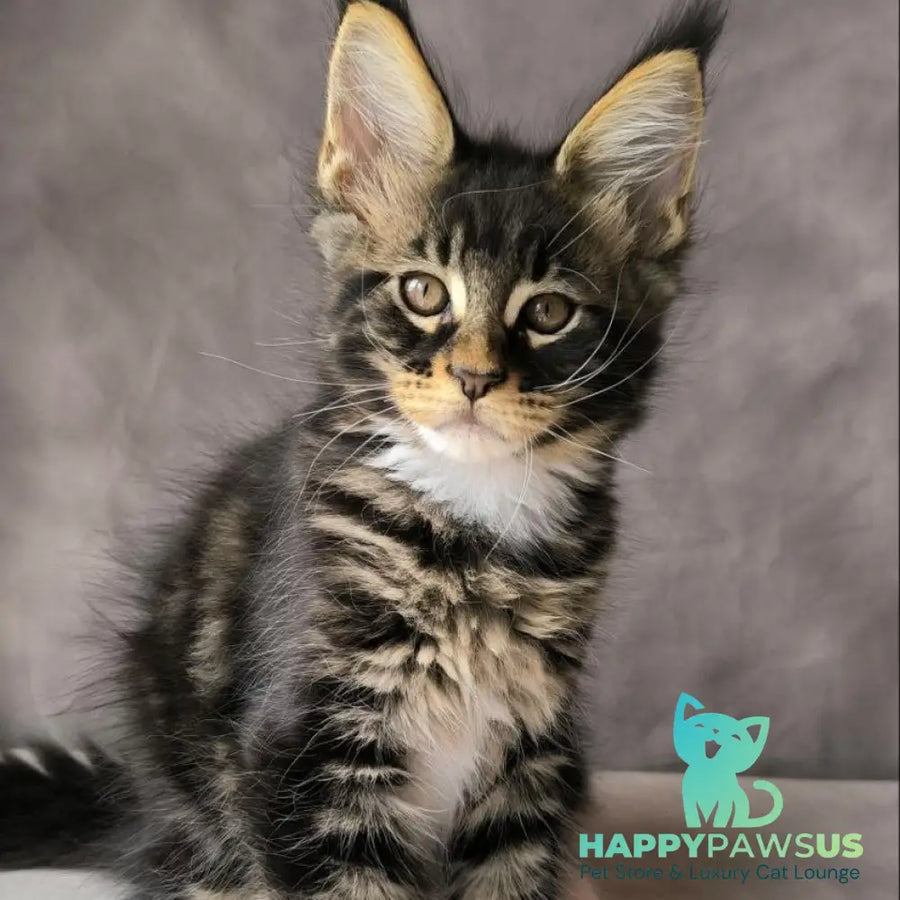 Phoenix Maine Coon male black bicolour tabby - live animals
