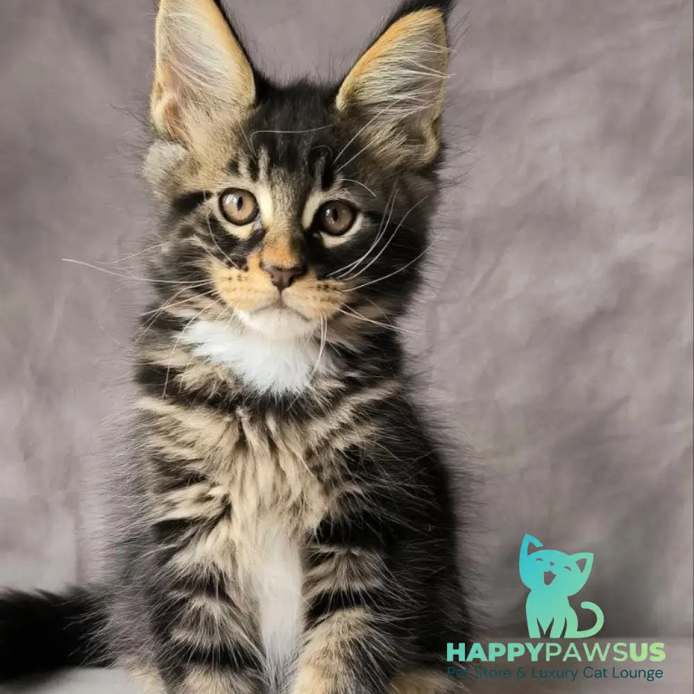 Phoenix Maine Coon male black bicolour tabby - live animals