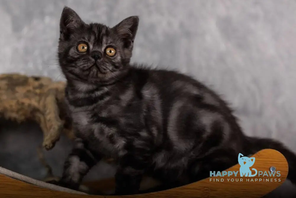 Phoenix Scottish Straight male black silver live animals