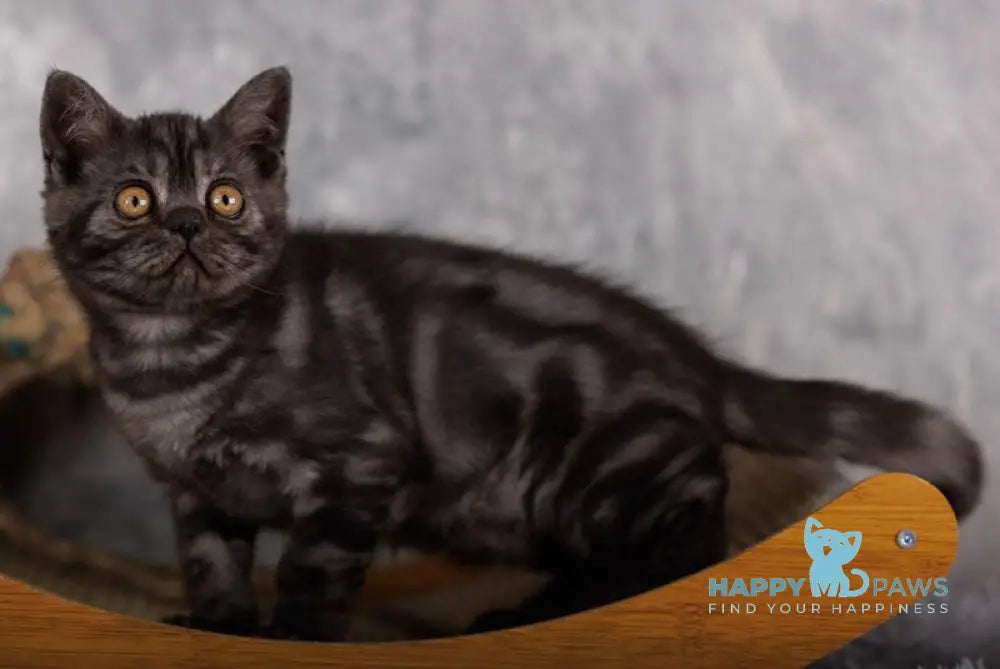 Phoenix Scottish Straight male black silver live animals