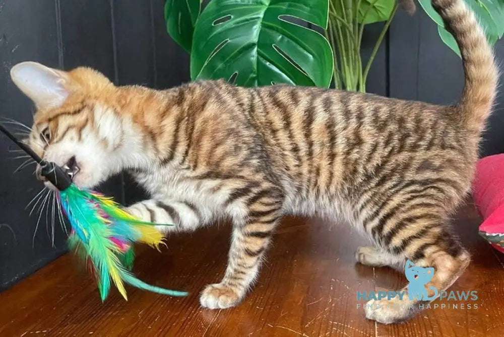 Phoenix Toyger male brown tabby live animals