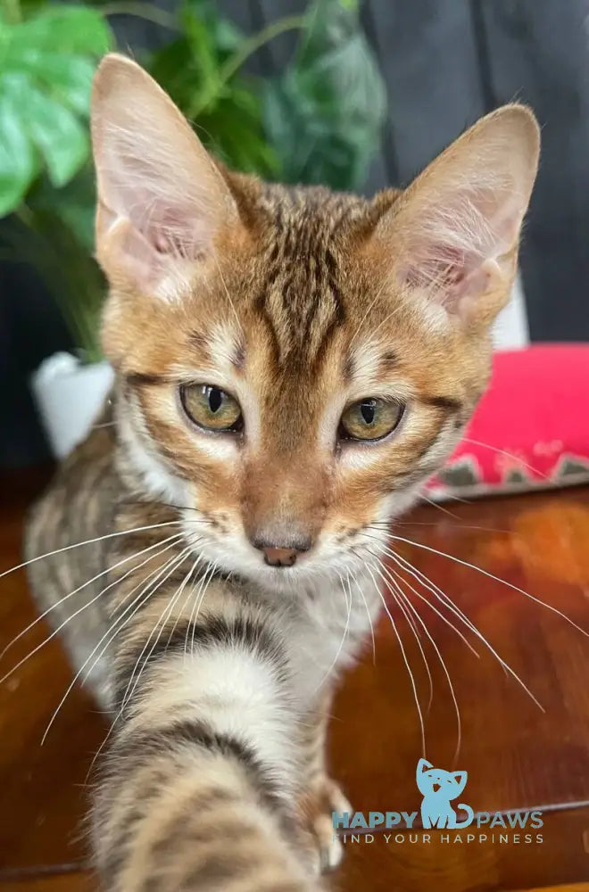 Phoenix Toyger male brown tabby live animals