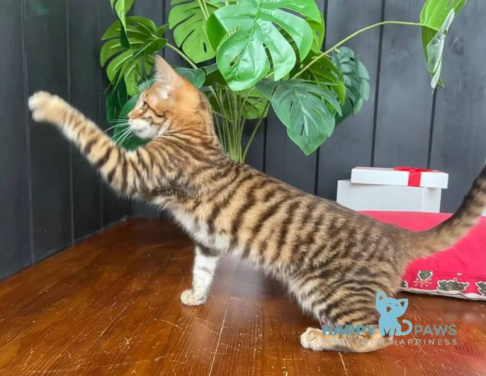 Phoenix Toyger male brown tabby live animals