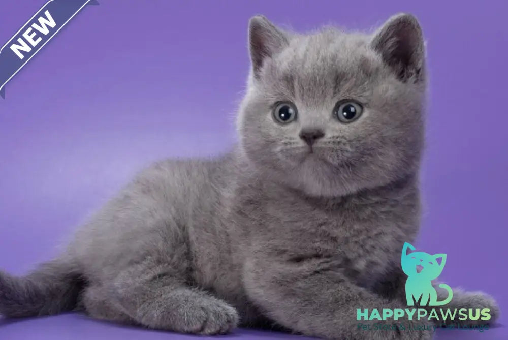 Picasso British Shorthair male blue - live animals